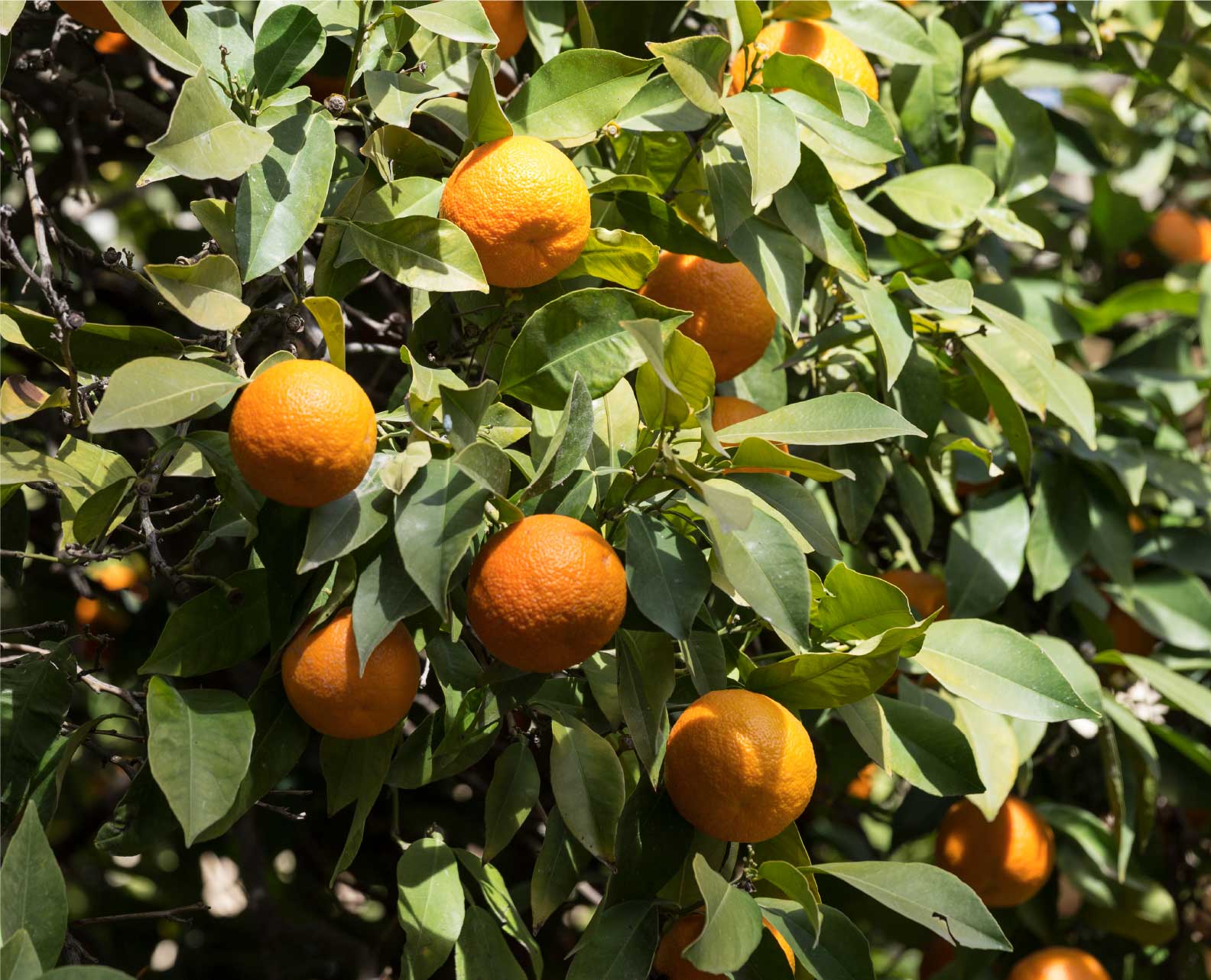 Limones cítricos