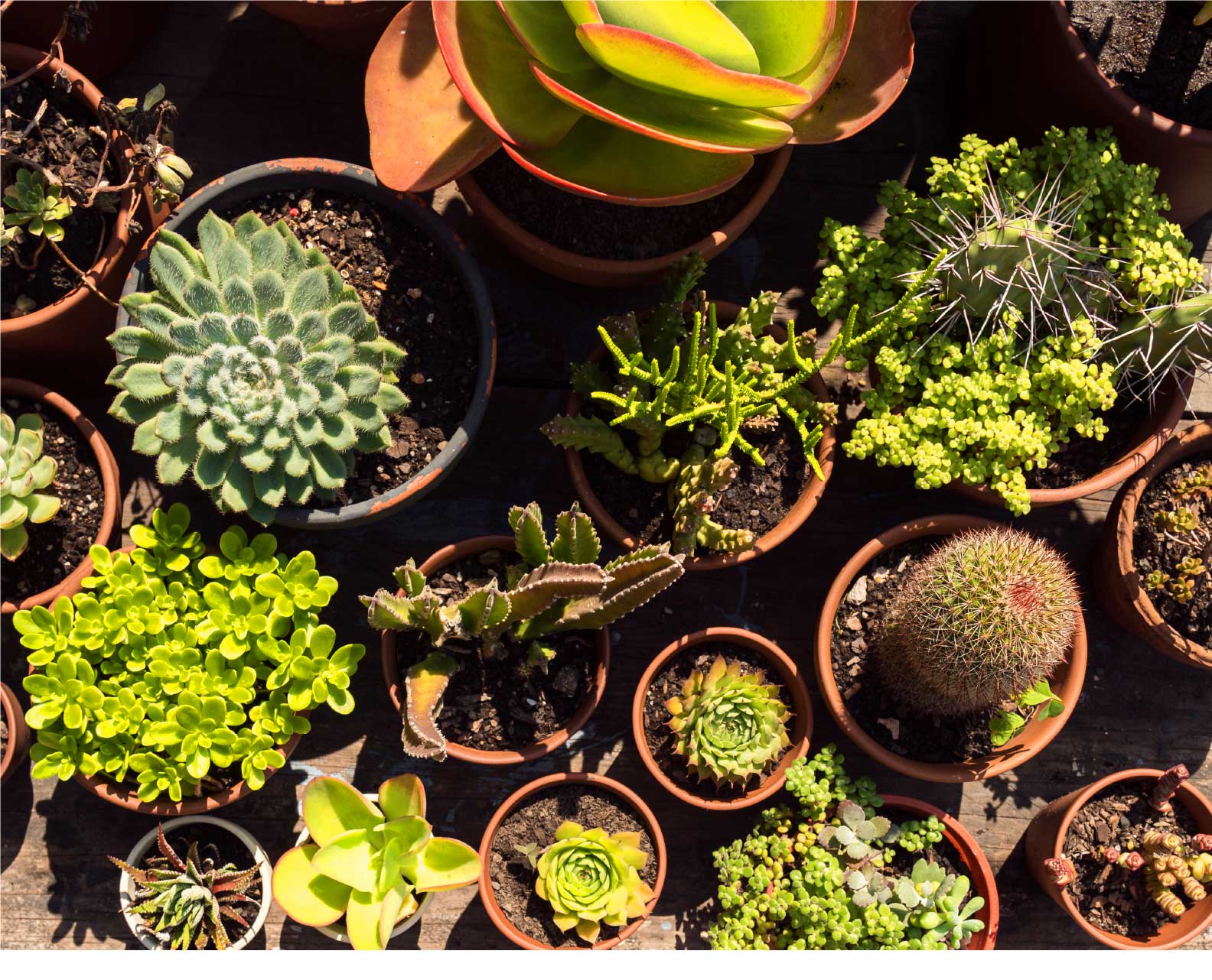 Plantas ornamentales