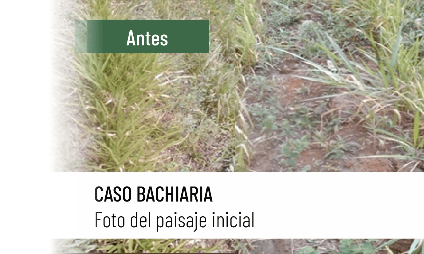 Caso bachiaria antes