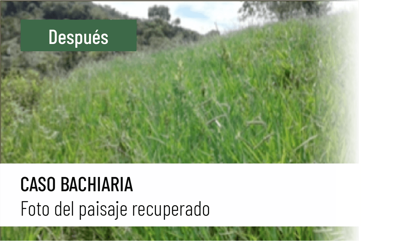 Caso bachiaria después